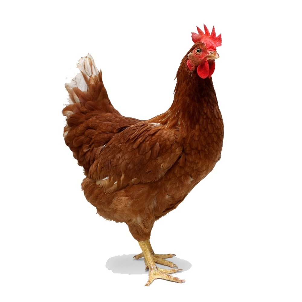 A (1) Live bocking Chicken